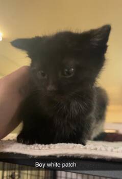 Domestic Short Hair Cats Available for Adoption in Billings, Montana - K6- Gomez | PetCurious