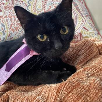 Rescue Domestic Short Hair Cats for Adoption in Parkland, Florida - Jasmine | PetCurious