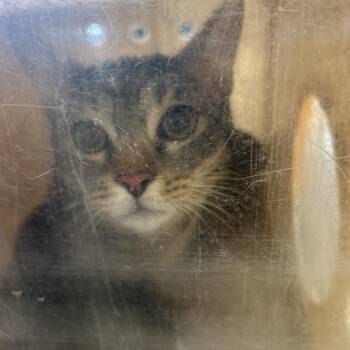 Domestic Short Hair Cats Available for Adoption in Philadelphia, Pennsylvania - Starlight | PetCurious