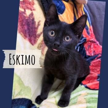 Eskimo -  Domestic Short Hair Cat for Adoption in Corpus Christi, Texas - Eskimo | PetCurious