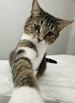 Rescue Domestic Short Hair Cats for Adoption in Frisco, Texas - Queen Victoria | PetCurious