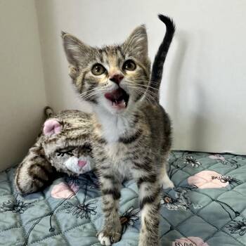 Rozalynn -  Domestic Short Hair Cat for Adoption in Hermitage, Pennsylvania - Rozalynn | PetCurious