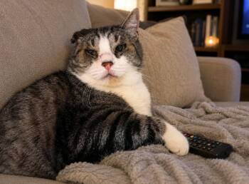 Gus -  Domestic Short Hair Cat for Adoption in Sebastian, Florida - Gus | PetCurious
