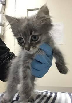 MICHI -  Domestic Long Hair Cat for Adoption in Riverside, California - MICHI | PetCurious