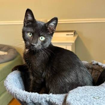 Old Spice -  Domestic Short Hair Cat for Adoption in Gibsonia, Pennsylvania - Old Spice | PetCurious