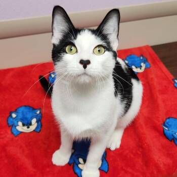Mario -  Domestic Short Hair Cat for Adoption in Marshfield, Wisconsin - Mario | PetCurious