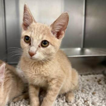 Curry -  Domestic Short Hair Cat for Adoption in Salt Lake City, Utah - Curry | PetCurious