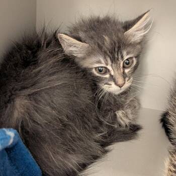 Shafrie -  Domestic Medium Hair Cat for Adoption in Buchanan Dam, Texas - Shafrie | PetCurious