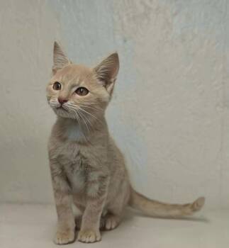 Rockie -  Domestic Short Hair and Tabby Cat for Adoption in West Palm Beach, Florida - Rockie | PetCurious