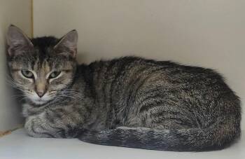 Mya -  Domestic Short Hair Cat for Adoption in Little Rock, Arkansas - Mya | PetCurious