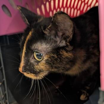 Presley -  Domestic Short Hair Cat for Adoption in Fairport, New York - Presley | PetCurious
