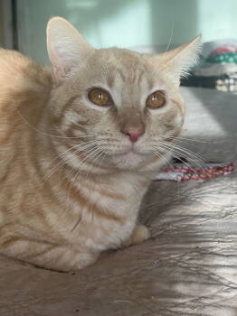 Rescue Domestic Short Hair and Tabby Cats for Adoption in Plano, Texas - Le'Orange | PetCurious