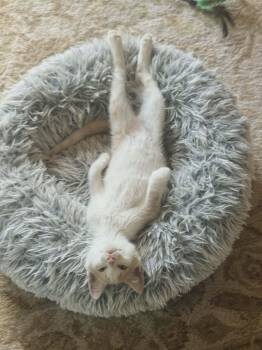 Fig and Fredo -  Domestic Short Hair Cat for Adoption in Belchertown, Massachusetts - Fig And Fredo | PetCurious