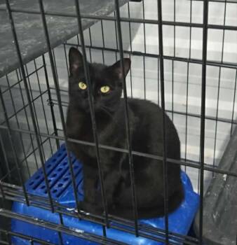 Lena -  Domestic Short Hair Cat for Adoption in Lucknow, Ontario - Lena | PetCurious