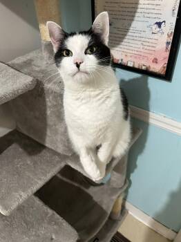 Rescue Domestic Short Hair Cats for Adoption in Morgantown, West Virginia - Otis | PetCurious