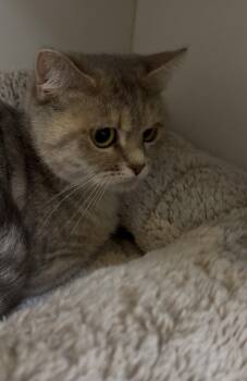 Persian and Munchkin Cats Available for Adoption in Cuyahoga Falls, Ohio - Ellie | PetCurious