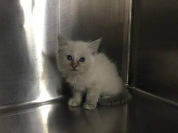 A1931674 -  Domestic Medium Hair Cat for Adoption in Thousand Palms, California - A1931674 | PetCurious