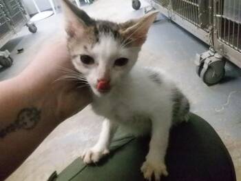 Domestic Short Hair Cats Available for Adoption - JENNA | PetCurious