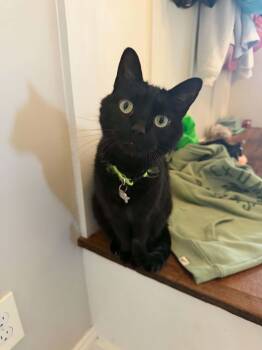 Piper (Courtesy Post) -  Domestic Short Hair Cat for Adoption in Kenhorst, Pennsylvania - Piper (Courtesy Post) | PetCurious