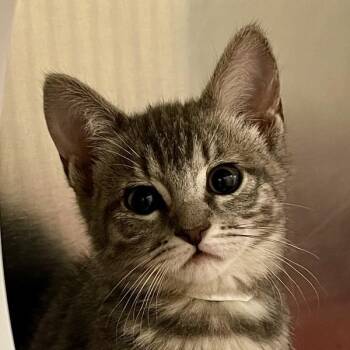 Toes -  Domestic Short Hair Cat for Adoption in Walnut Creek, California - Toes | PetCurious