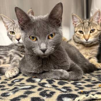 Jeanette -  Domestic Short Hair and Russian Blue Cat for Adoption in Spokane, Washington - Jeanette | PetCurious