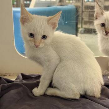 CLOUD -  Domestic Short Hair Cat for Adoption in Riverside, California - CLOUD | PetCurious
