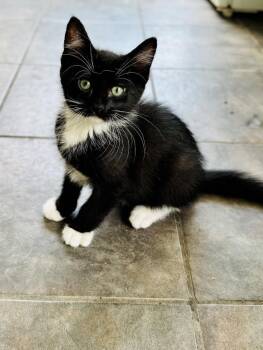 Waldo -  Domestic Short Hair and Tuxedo Cat for Adoption in Skyline, Minnesota - Waldo | PetCurious