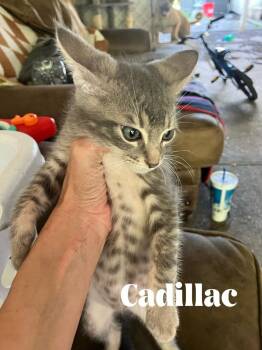 Cadillac -  Domestic Short Hair Cat for Adoption in Alafaya, Florida - Cadillac | PetCurious