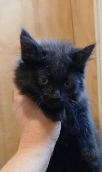 Junebug -  Domestic Medium Hair Cat Available for Adoption in Thatcher, Arizona - Junebug | PetCurious