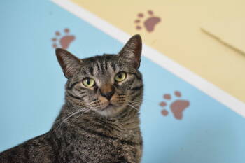 Rescue Domestic Short Hair Cats for Adoption in Montreal, Quebec - Anoki | PetCurious