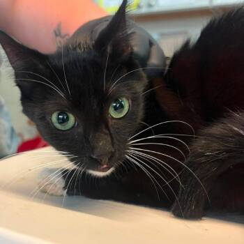 Midnight -  Domestic Short Hair Cat for Adoption in Huntington, West Virginia - Midnight | PetCurious
