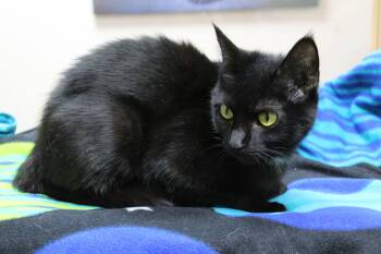 Domestic Short Hair Cats Available for Adoption in Portage, Wisconsin - Itty Bitty | PetCurious