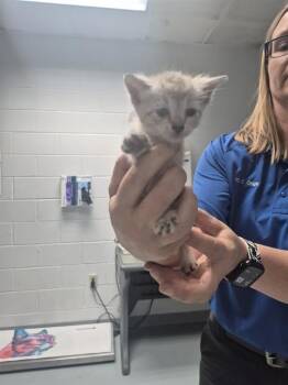 CAROL -  Domestic Short Hair Cat for Adoption in St. Cloud, Florida - CAROL | PetCurious