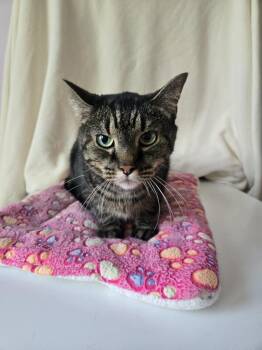 Domestic Short Hair Cats Available for Adoption in Wheaton, Illinois - Arabella | PetCurious