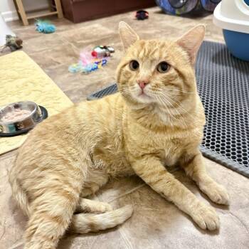 Doug -  Domestic Short Hair Cat for Adoption in Long Beach, California - Doug | PetCurious