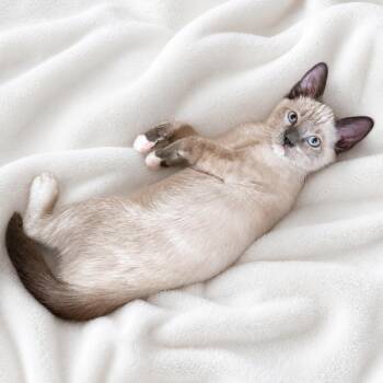 Bonnies Baby Boy -  Siamese Cat for Adoption in Glendora, California - Bonnies Baby Boy | PetCurious