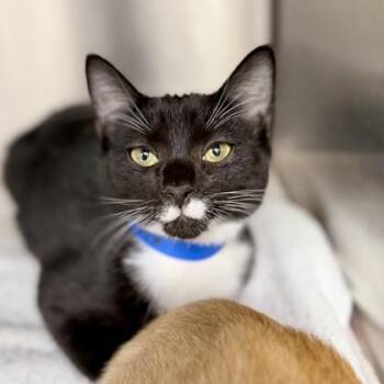Mario Sox -  Domestic Short Hair Cat for Adoption in Atlanta, Georgia - Mario Sox | PetCurious