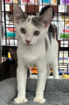 Peninsula: Foster -  Turkish Van Cat for Adoption in Palo Alto, California - Peninsula: Foster | PetCurious