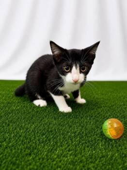 Brooks -  Domestic Short Hair Cat for Adoption in Covington, Louisiana - Brooks | PetCurious