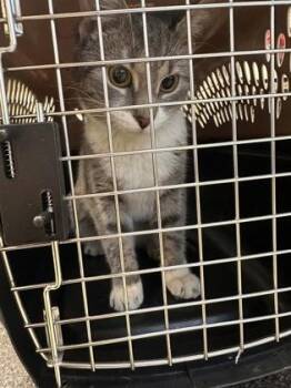 Domestic Short Hair Cats Available for Adoption - Chonda | PetCurious