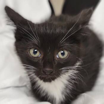 Zuko -  Domestic Short Hair Cat Available for Adoption in Sarasota, Florida - Zuko | PetCurious
