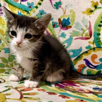 Bob -  Domestic Short Hair Cat for Adoption in South Elgin, Illinois - Bob | PetCurious