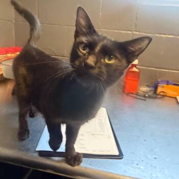 TUSC-Stray-85384 -  Domestic Short Hair Cat for Adoption in Tuscaloosa, Alabama - TUSC-Stray-85384 | PetCurious