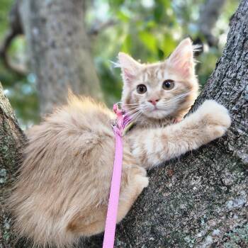 Domestic Long Hair Cats Available for Adoption - Solune | PetCurious