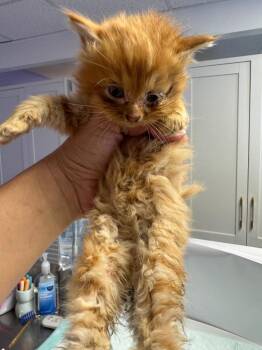 Sonny -  Domestic Medium Hair Cat for Adoption in Johnson City, Tennessee - Sonny | PetCurious