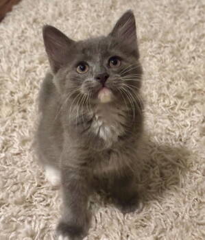 Rescue Domestic Medium Hair Cats for Adoption in Garner, North Carolina - Sonic | PetCurious