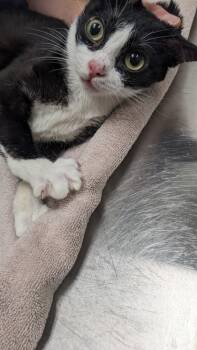 Rescue Domestic Short Hair Cats for Adoption in Cleveland, Ohio - Ram 21 | PetCurious