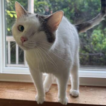 Prynne McCracken -  Domestic Short Hair Cat for Adoption in Merrifield, Virginia - Prynne McCracken | PetCurious