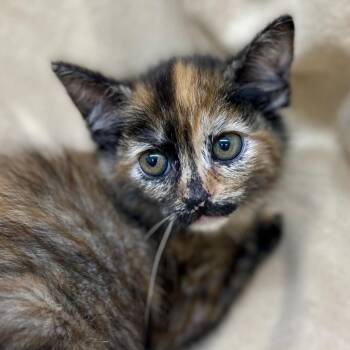 Rescue Domestic Short Hair Cats for Adoption in Sonora, California - Delilah | PetCurious