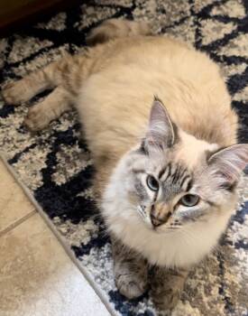 Siamese and Domestic Short Hair Cats Available for Adoption - Kai Sa | PetCurious